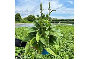 Kölle's Beste Fingerhut 'Dalmatian Purple' violett, 3 Liter Topf