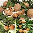 Pyanabi Combo 2 "Kalapatti Variety Sapota" Sweet Tasty Fleshy Fruit-Hybrid Chikoo Grafted Chiku Healthy Live Plant(Height-2-.3 Ft) Livdfor Home Garden
