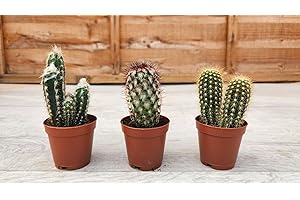Pugh's Cacti Cactus/Cacti Mix of 3 (Columnar). Live Houseplant/Indoor Plant. Suitable for Home and Office. Perfect for Gifts/Personal Use. 5.5cm Pot.
