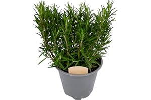 CARBETH PLANTS Rosemary Bush 14cm Pot - Ready to Plant in The Garden and Used for Culinary Purposes