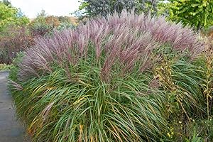 GROW YOUR SECRET GARDEN Red Maiden Grass 15 Seeds, Miscanthus Sinensis, Plume Grass