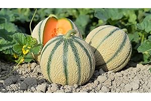 SEMISAUVAGE PERMACULTURE 30 Graines de Melon Charentais- Jardin légume ancien - semences paysannes reproductibles - SemiSauvage