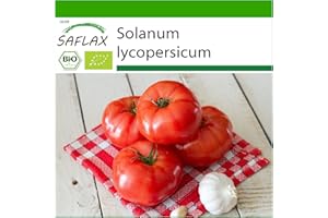 SAFLAX - BIO - Tomate - Saint-Pierre - 15 graines - Avec substrat de culture aseptique - Solanum lycopersicum