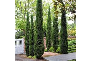 YouGarden Pair of Italian Cypress Trees 60-80cm Tall Ornamental Plants in 14cm Pots, Mediterranean Trees for UK Garden in Pots, Garden Ready Plants for Outdoors