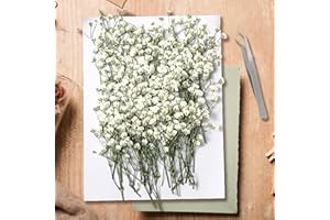 KAOHONG Flores Secas Naturales Gypsophila Paniculata 130 Piezas Flores Prensadas para Manualidades y Álbumes de Recortes