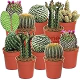 Just Seed Flower Cactus Crown Mix 100 Seeds Spectacular Amazon Co Uk Garden Outdoors