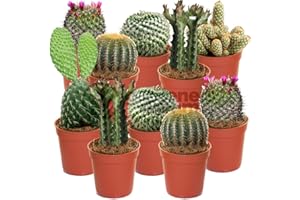 GARDENERSDREAM Cactus Mixtos- 10 Plantas - Hogar/Oficina Planta de Interior Viva en Maceta - Regalo Ideal