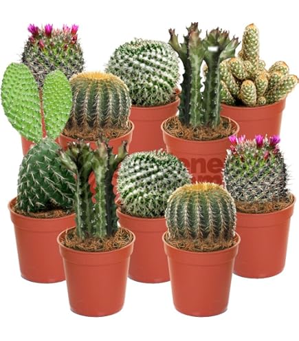 Saguaro Cactus, (Carnegiea Gigantea), Bloom In Sabino Canyon, Coronado