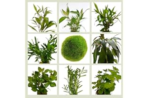 WASSERPFLANZEN WOLFF - Algenkiller-Set, Anti-Algen Wasserpflanzen Sortiment, schnellwachsende 5 Arten Pflanzen + 1 Mooskugel, Aquariumpflanzen für Algen-Prophylaxe