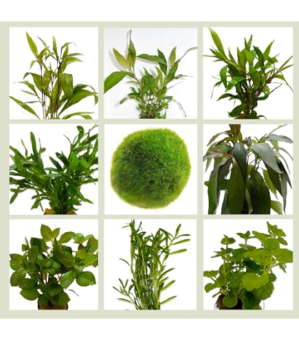 elefantenfüße pflanze Elefantenfuss | Beaucarnea recurvata main image 1