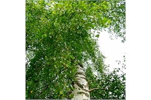 1 Silver Birch Tree 3-4ft,Stunning Winter Colour,Betula Pendula Plant 3fatpigs®