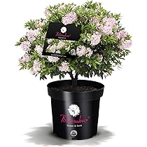 Japanse Hulst in Bolvorm - Ilex crenata Dark Green (Bol