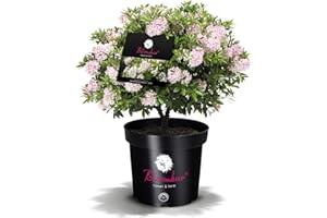 PLANTENWELT !!WELTNEUHEIT!! Bloombux® – flower & form by INKARHO® 25-30 cm breit im 2 Liter Pflanzcontainer