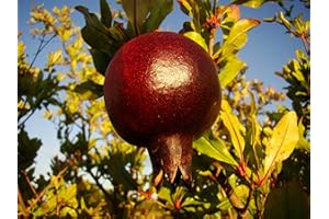 TREE ONLINE NURSERY Dark fruited Pomegranate Shrub, Punica granatum "Black", Masses of red Flowers, Edible Fruits, 10-15cm Tall, not branched Starter Plant (leafless Until mid-April), 8cm Pot