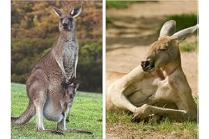 EDITION COLIBRI Animal-carte postale animaux : «agréable en australie kangourou (10579)