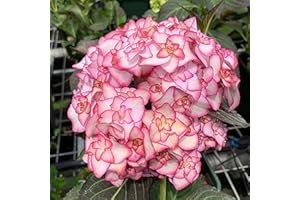 Benoon Semillas De Hortensias, 1 Bolsa Semillas De Hortensias Bola De Nieve Pequeña Rara Natural Semillas De Flores Esféricas Enormes Para Jardín Rosa Hortensia