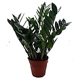 Glücksfeder, (Zamioculcas zamiifolia), Zamie, Zamia Farn, Zamia Palme, pflegeleichte Zimmerpflanze (ca. 65cm hoch im 17cm Top