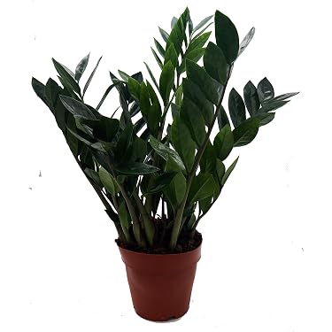 alocasia sarian variegata Alocasia Sarian, Live Tropical Plant