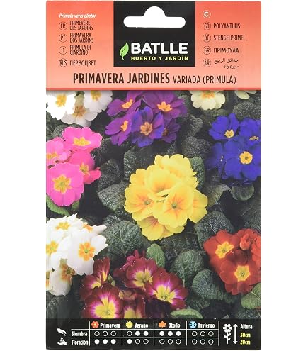 Semi Di Antirrino (Bocca Di Leone) Enano - Per Vasi, Aiuole E Fiori Recisi