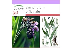 SAFLAX - Consuelda - 15 semillas - Symphytum officinale