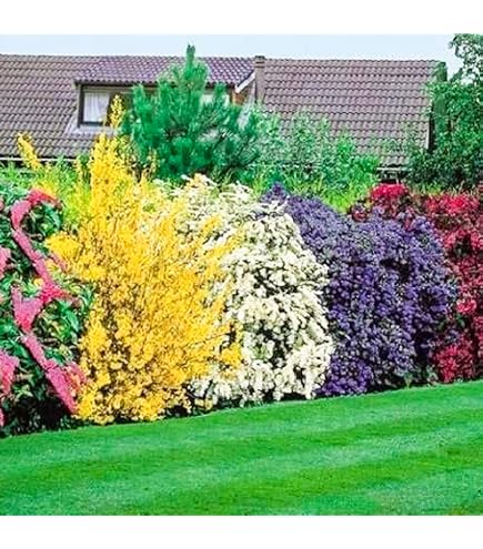 Japanische Azalee Majas Rubin 15-20cm - Rhododendron obtusum - Zwerg  Alpenrose - lebende Gartenpflanze aus den Baumschulen : Amazon.de: Garten