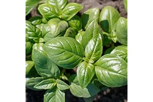 PREMIER SEEDS DIRECT - HERB - Basil Seeds - GENOVESE - 2000 Finest Seeds (Organic)
