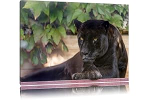 Pixxprint schöner schwarzer Panther ALS Leinwandbild/Größe: 60x40 / Wandbild/Kunstdruck/fertig bespannt