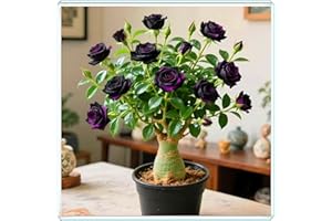 KVHSVB Crea fácilmente un pequeño jardín, la rosa del desierto es el toque final.-1bulbos-C