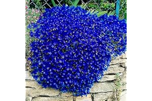 Saterkali Semi di crescione, 100 Pz/borsa Semi di crescione Piantine di fiori rampicanti Decorazione per piante da giardino perenni Piantine di fiori di roccia per prato da giardino Blu