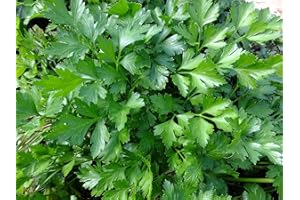 MES GRAINES POTAGÈRES Lote de 500 semillas de perejil gigante italiano - Planta tradicional y muy aromática - Indispensable en la cocina - 100% natural - Calidad gustativa - Garantía de germinación - 100% reproducible