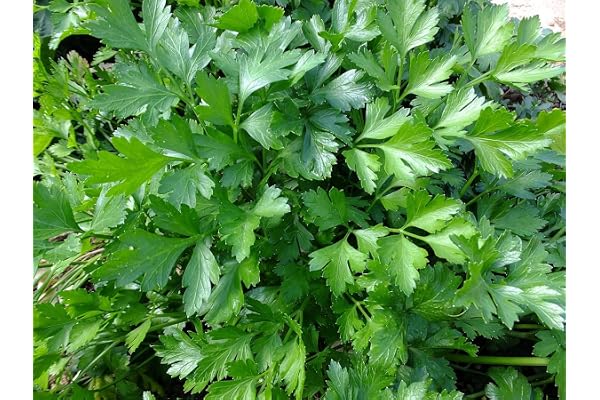 Lot de 500 Graines de Persil Gigante D'Italie - Plante traditionnelle très parfumée - Indispensable de la Cuisine - 100% Naturelle - Qualité Gustative - Garantie Germination - 100% Reproductibles