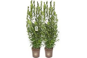 Laurus nobilis, Alloro, Cespuglio, Pianta vera in vaso Vannucci Piante, Pianta da terrazzo (cod. 8) (2x)