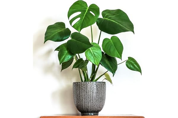1 x Monstera Deliciosa Superb | 40-50cm en pot Plante d'intérieur vert