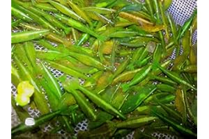 Garnelen Garnelio - Grüne Caridinia babaulti VAR. Green