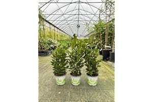 Alloro di Grottammare "Laurus nobilis" 3 piante aromatiche sempreverdi da siepe h 30/50 cm in vaso ø14 cm Vivaio di Castelletto