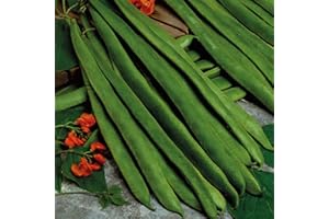 Bolly Bulbs® - 25 x Runner Bean Seeds (Scarlet Emperor)