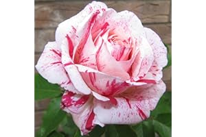 GORGEOUS GARDEN ROSES Scentimental - 5.5lt Potted Floribunda Garden Rose Bush - Highly Fragrant Red and White Striped Blooms
