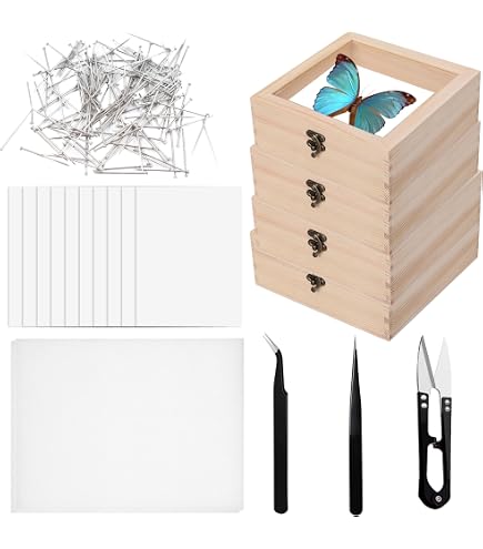 Kit D'outils pour Spécimens D'insectes Boîte de présentation d'insectes en bois pour Collecte Kit D'outils pour Spécimens D'insectes Boîte de présentation d'insectes en bois pour Collecte