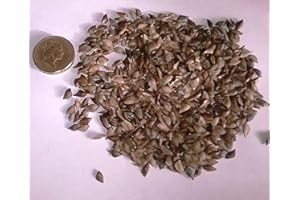 CHRISTMAS TREES FOR LIFE Douglas Fir, Pseudotsuga Menziesii Tree Seeds. (100)