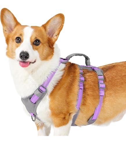 Hundegeschirr Mit Leine – Weiches Mesh-Kissen, Ausbruchsicher, Für Kleine & Große Hunde