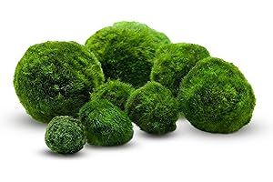 MOSSBALL SHOP 10 pezzi + 1 sfere di muschio per acquario, Cladophora aegagropila linneiae muschio, piante acquarie, muschio, decorazione per acquario, piante vere, marimo, moosball (2-3 cm)