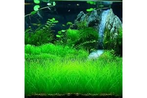 SPIRWORCHLAN 100Pcs Aquarium Water Grass Seeds Fish Tank Aquatic Plant Bonsai Landscape Decor - 100pcs Mini Hairy Seeds - Flower Seeds Vegetable Seeds Fruit Seeds Garden Plant Seeds