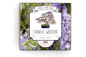 THE LOVELY STUFF COMPANY Grow Your Own Bonsai Kit | Wisteria Bonsai Tree | Suitable for Kids, Beginners Or Green Fingered Bonified Bonsai Experts | Guaranteed to Grow Or We Send New Seeds | Hand Made in The UK