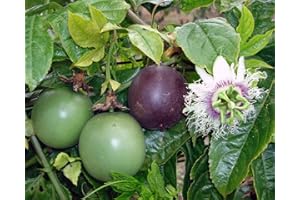 SVI 10 Passion frais exotiques de fruits tropicaux, Graines Passiflora edulis, Violet Granadilla, Granadilla