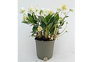 POWERS TO FLOWERS - HELLEBORUS XXL BIANCO, Elleboro, VASO 15CM, CONSEGNATO AD INIZIO FIORITURA, Rosa di Natale, Pianta Vera