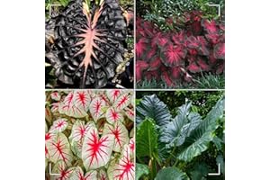 MHTSNW Oreja de elefante bulbos,Colocasia plantas,bulbos de alocasia,elefante orejas Bulbos,bulbo oreja de elefante,natural colocasia,elefante planta,Plantas de interior y exterior.-5bulbos-greenI