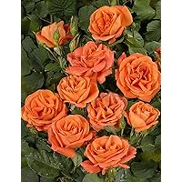 'Orange Dawn' -R-, Kletterrose im 4 L Container
