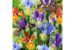 DUTCH BULBS EXCLUSIVE PLANTS FROM HOLLAND Colección de lirios holandeses Tiger Mix (50 bulbos), colección de lirios espada, 5 variedades/colores, perennes, bulbos de flores de Holanda para jardín, maceta)