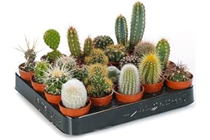 Ensemble Cactus et Plantes Grasses Naturelles GardenersDream - Assortiment de 20 Plantes Succulentes Naturelles - Idéal pour Maisons et Bureaux