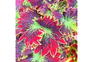 puran Lot de 100 graines de coleus faciles à survivre, embellissement coloré, graines de bonsaï vivaces pour la maison, la cour, pour faire pousser vos propres pots – Graines de coleus